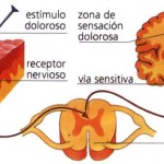 Mecanismos periféricos y centrales del dolor. Entendiendo el dolor.