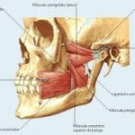 ¿Que es la ATM (articulación temporomandibular)?